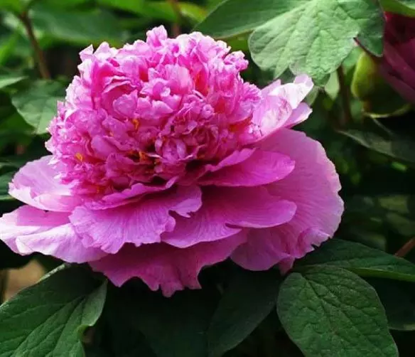 Саженец Пион древовидный Орнамент (в тубе)