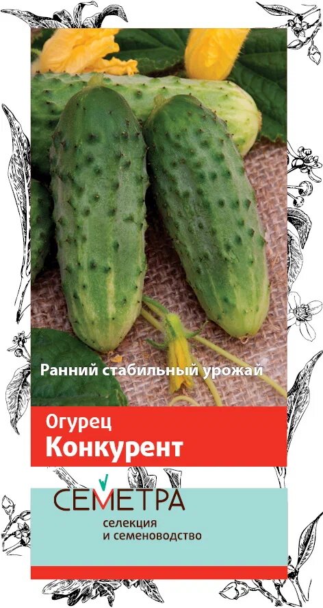 Огурец конкурент. Семена огурцов конкурент. Сорт огурцов конкурент. Огурец конкурент фото.