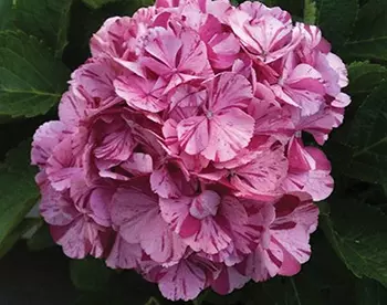 Гортензия крупнолистовая ЛюксДансинг Энджелцветки розовые с темно-красными полосками и штрихами