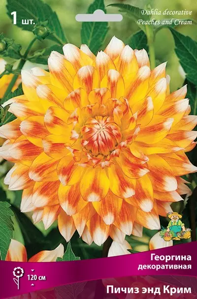 Клубни цветов Георгина декоративная Пичиз энд Крим (I; 1 шт)