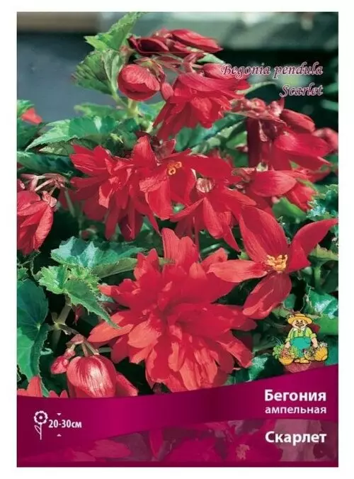 Луковицы цветов Бегония ампельная Скарлет, 5/6, 1 шт