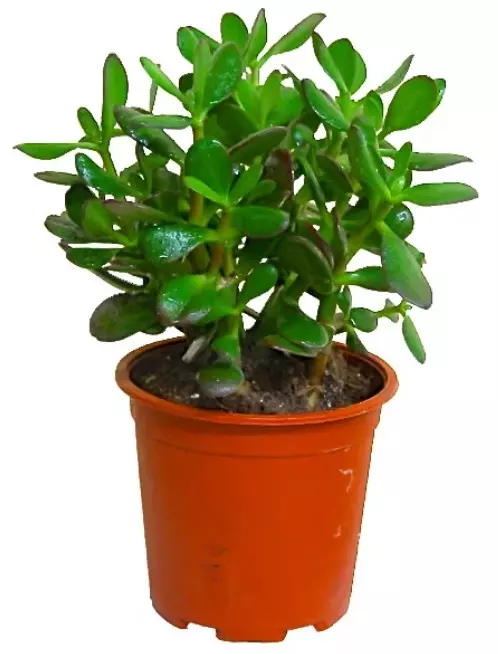 Декоративно-лиственное растение Крассула (d=12 см)