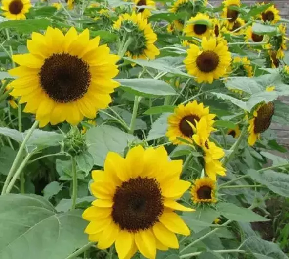 Семена цветов Подсолнечник декоративный Глориоза Сансет ГАВРИШ 0,5 г ц/п