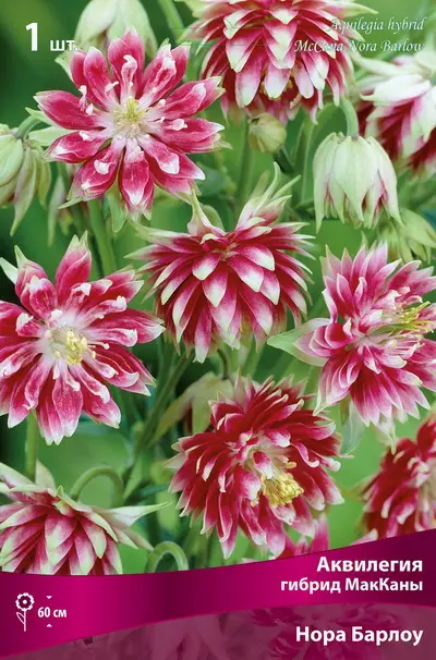 Корневище цветов Аквилегия гибрид МакКаны Нора Барлоу (I; 1 шт)
