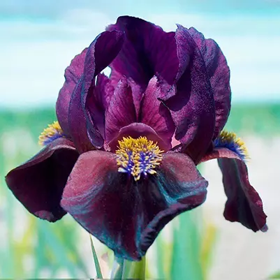 Корневище цветов Ирис карликовый Демон (I; 1 шт)