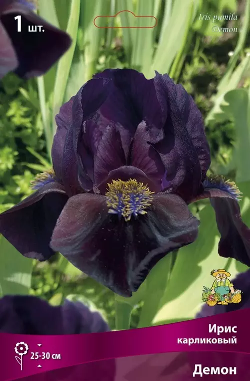 Корневище цветов Ирис карликовый Демон (I; 1 шт)