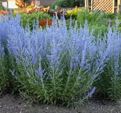 Корневище цветов Перовския лебедолистная Тайга (I; 1шт)