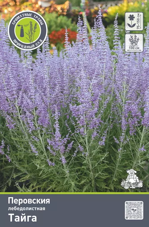 Корневище цветов Перовския лебедолистная Тайга (I; 1шт)