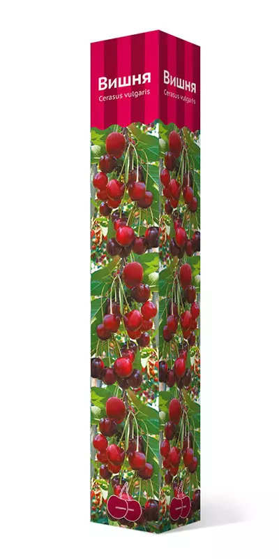 Саженец Дюк Спартанка, гибрид вишня х черешня, среднепоздний, в тубе, Поиск