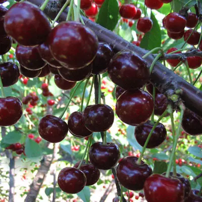 Саженец Дюк Спартанка, гибрид вишня х черешня, среднепоздний, в тубе, Поиск