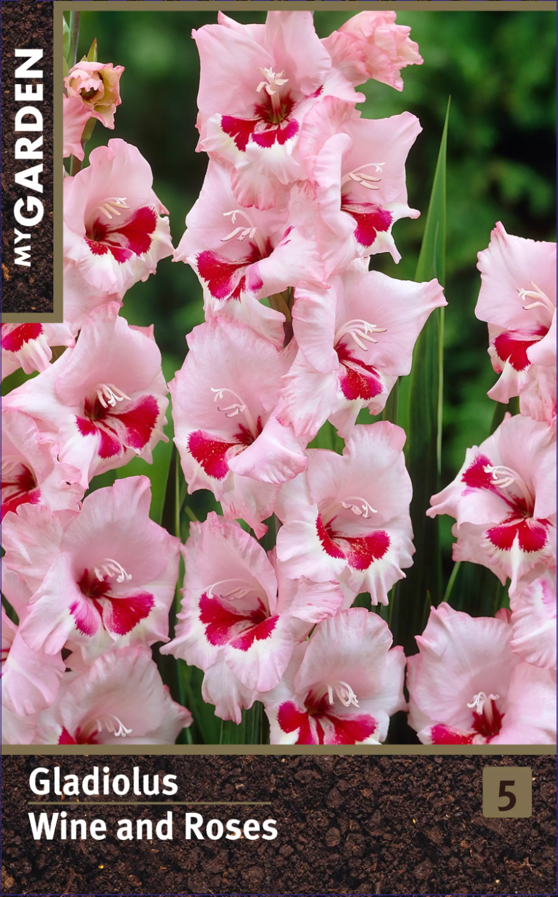 Луковицы цветов Гладиолус крупноцветковый Вайн Энд Роузес 10/12, 3 шт