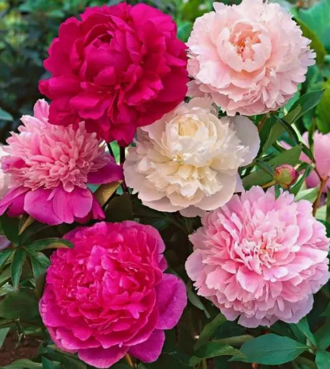 Корневище цветов Пион травянистый микс (в тубе)