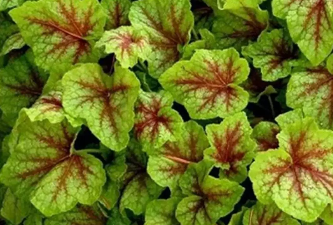 Корневище цветов Гейхерелла Арт Нуво (I; 1 шт)