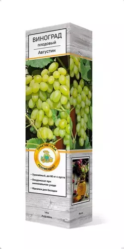 Саженец Виноград плодовый Августин, ранний, Поиск, в тубе