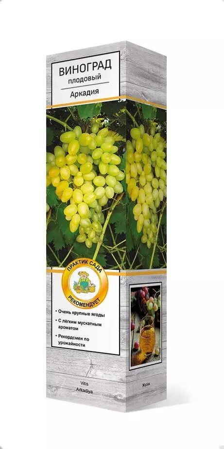 Саженец Виноград плодовый Аркадия, ранний, Поиск, в тубе