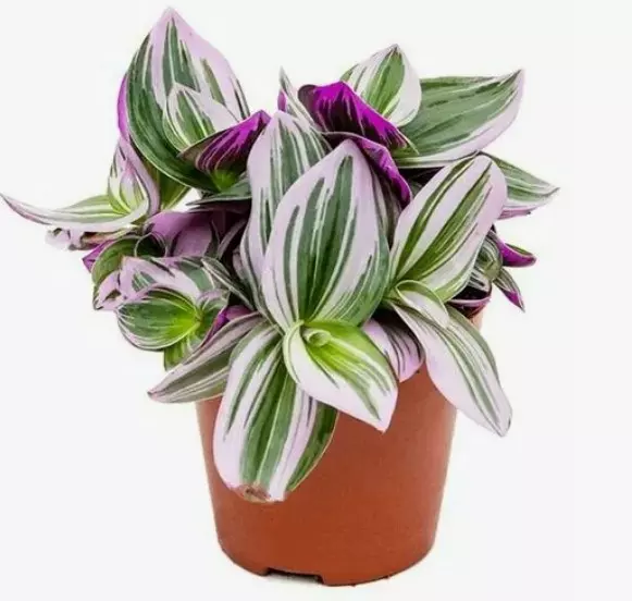 Комнатное растение Традесканция Вариегата (d=11 см)