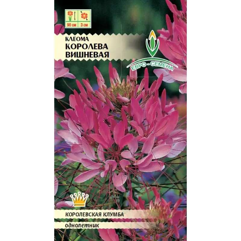 Семена цветов Клеома Вишневая королева. ЕВРО-СЕМЕНА Ц/П 0.5 г