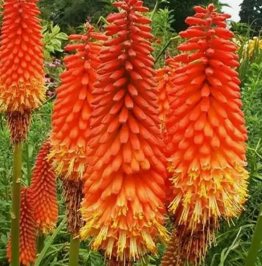 Корневище цветов Книфофия гибридная Альказар (I; 1 шт)