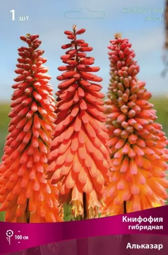 Корневище цветов Книфофия гибридная Альказар (I; 1 шт)