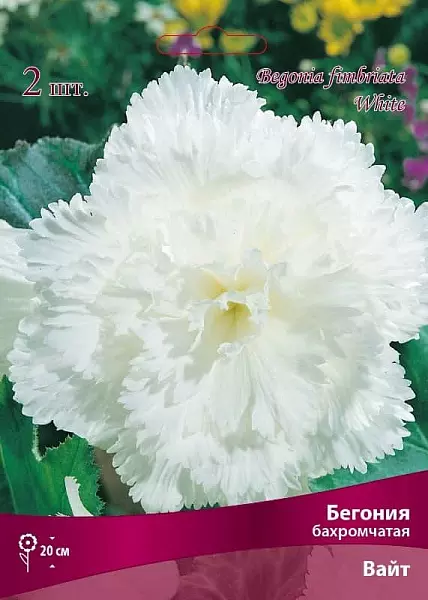 Луковицы цветов Бегония бахромчатая Вайт, 5/6, 1 шт