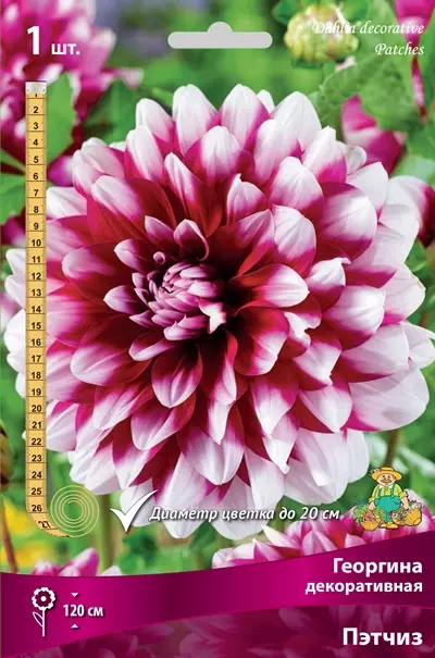 Клубни цветов Георгина декоративная Пэтчиз (I; 1 шт)