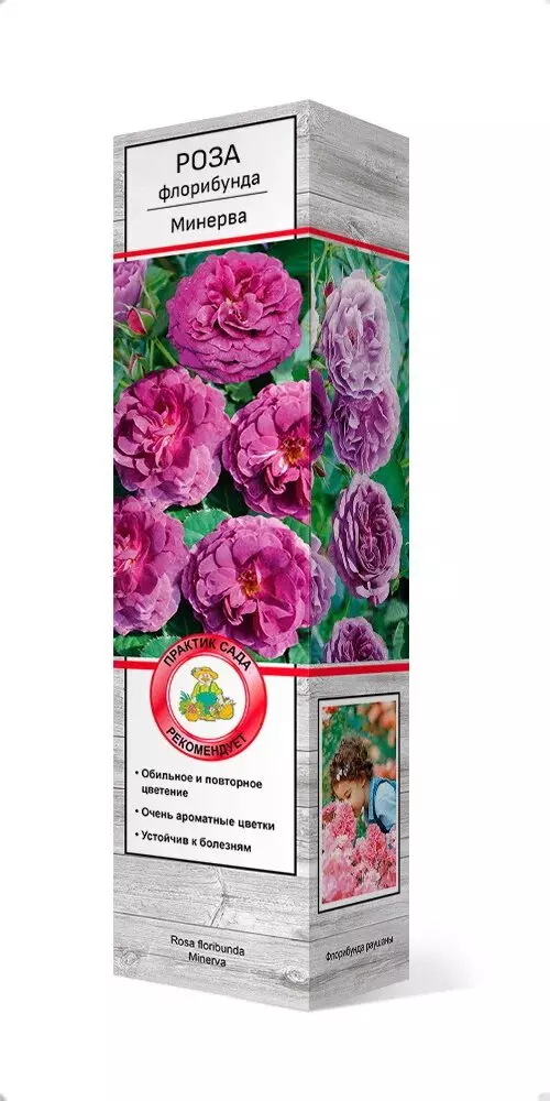 Саженец Роза флорибунда Минерва темно-сиреневый