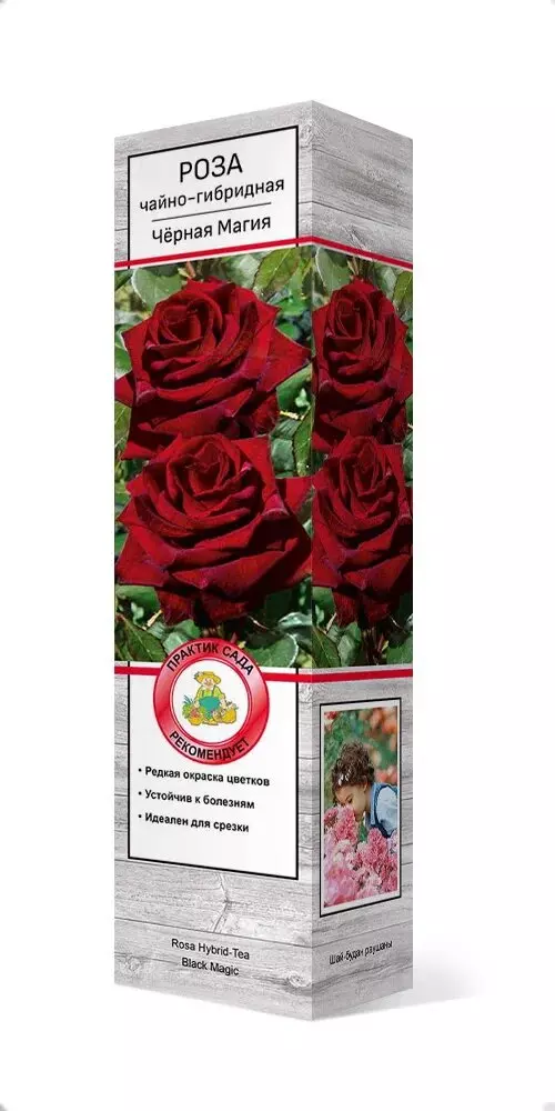 Саженец Роза чайно-гибридная Черная Магия черно-красный