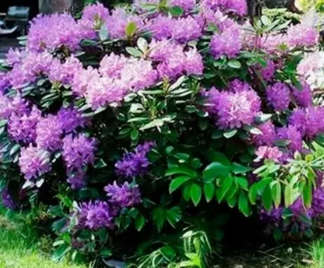 Саженец Рододендрон катевбинский Бурсо в тубе, Поиск