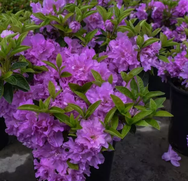 Саженец Азалия японская Элси Ли в тубе, Поиск