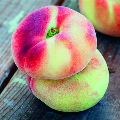 Саженец Персик Уфо-3 поздний в тубе, Поиск