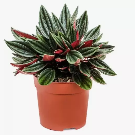Декоративно-лиственное растение Пеперомия Россо (d=10 см)