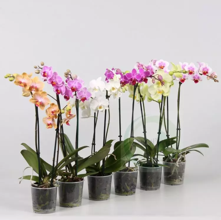 Орхидея Фаленопсис микс 2 так d12 h60/12