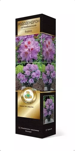 Саженец Рододендрон катевбинский Бурсо в тубе, Поиск