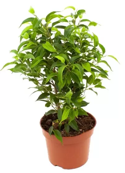 Декоративно-лиственное растение Фикус Бенджамина Наташа (d=17 см, h40)