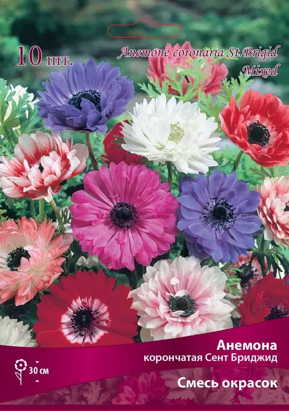 Анемона корончатая Сент Бриджид смесь окрасок/К 10шт