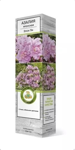 Саженец Азалия японская Элси Ли в тубе, Поиск