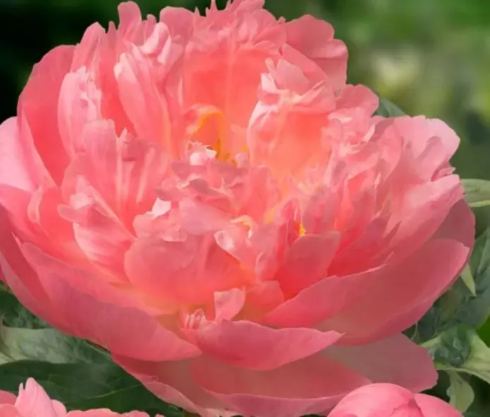 Корневище цветов Пион травянистый гибридный Пинк Гавайан Корал 2-3, 1 шт