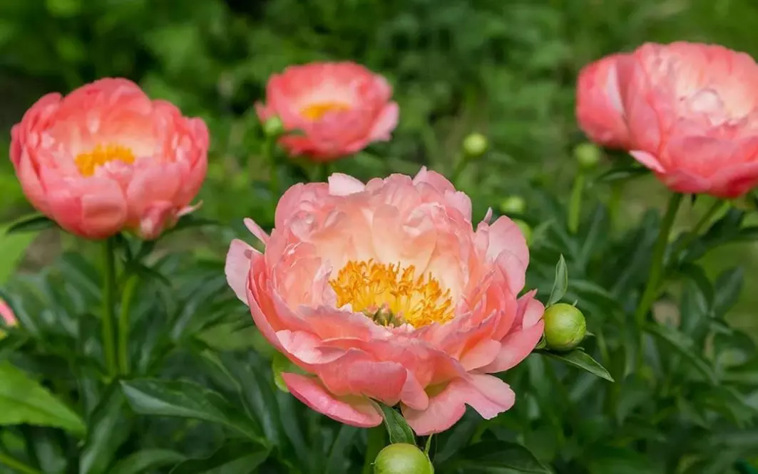 Корневище цветов Пион травянистый гибридный Пинк Гавайан Корал 2-3, 1 шт