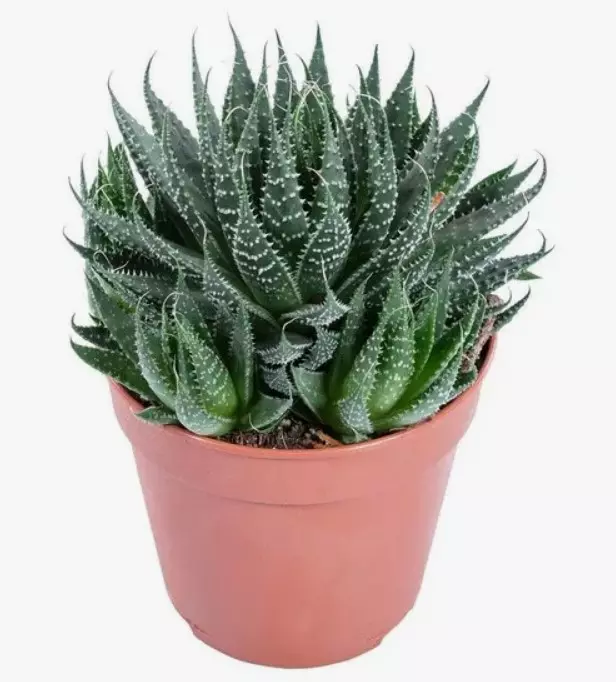 Комнатное растение суккулент Алоэ (d=12 см, h20)