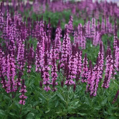 Корневище цветов Сальвия дубравная (Шалфей) Нью Дименшн Роза (I; 1шт)