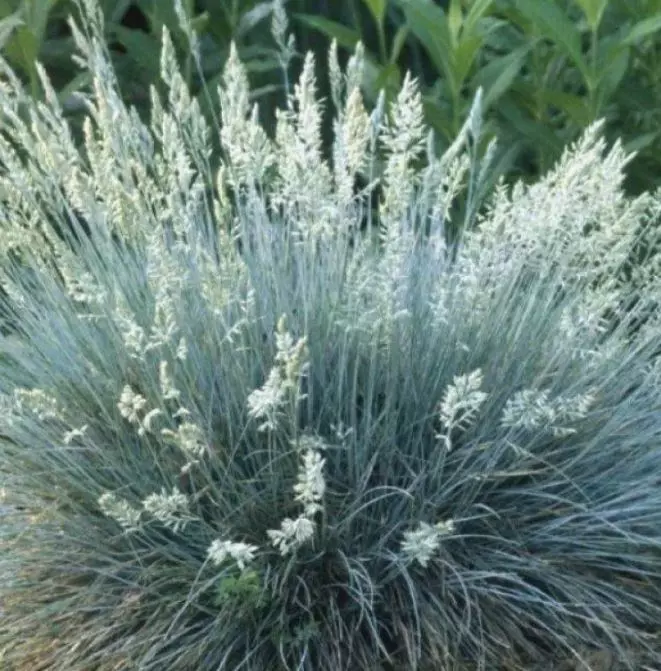 Корневище цветов Злаки декоративные Овсяница сизая (I; 1 шт)