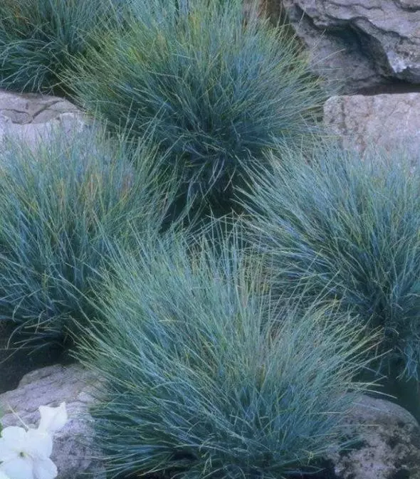 Корневище цветов Злаки декоративные Овсяница сизая (I; 1 шт)