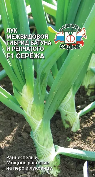 Семена Лук гибрид батуна и репчатого Сережа F1, СеДеК Ц/П 0,3 г
