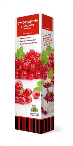 Саженец Смородина красная Мармеладница, перспективные сорта, в тубе