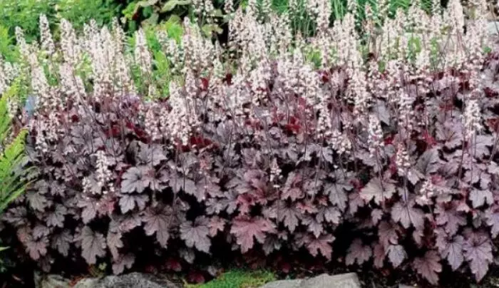 Корневище цветов Гейхерелла Плам Каскад (I; 1 шт)