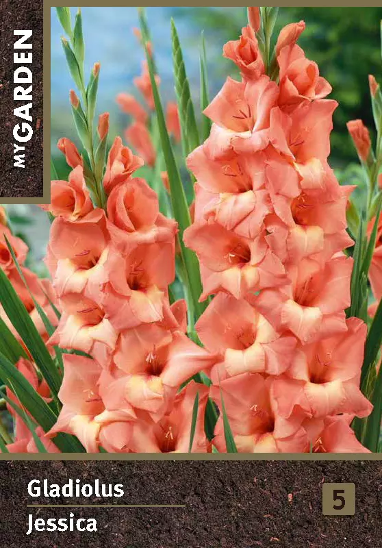 Луковицы цветов Гладиолус крупноцветковый Джессика 10/12, 3 шт