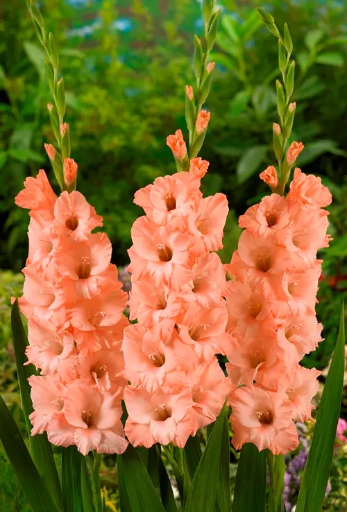 Луковицы цветов Гладиолус крупноцветковый Донателла 10/12, 10 шт