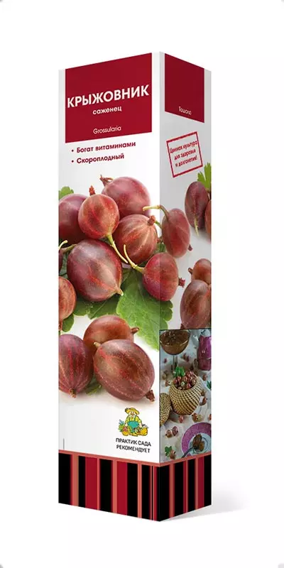 Саженец Крыжовник Уральский изумруд (ранний), в тубе