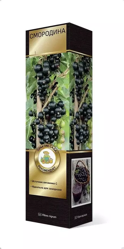 Саженец Смородина черная Сибилла, перспективные сорта, в тубе, Поиск