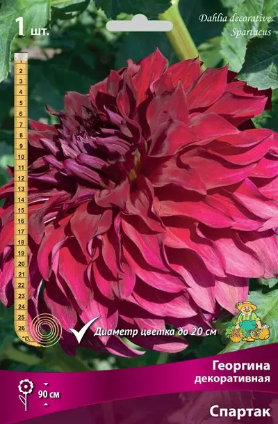 Клубни цветов Георгина декоративная Спартак (I; 1 шт)